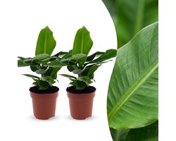 Green boutiQ - Musa Oriental Dwarf - Dwergbanaan - 2 Planten - Pot 12cm - Hoogte - 30cm