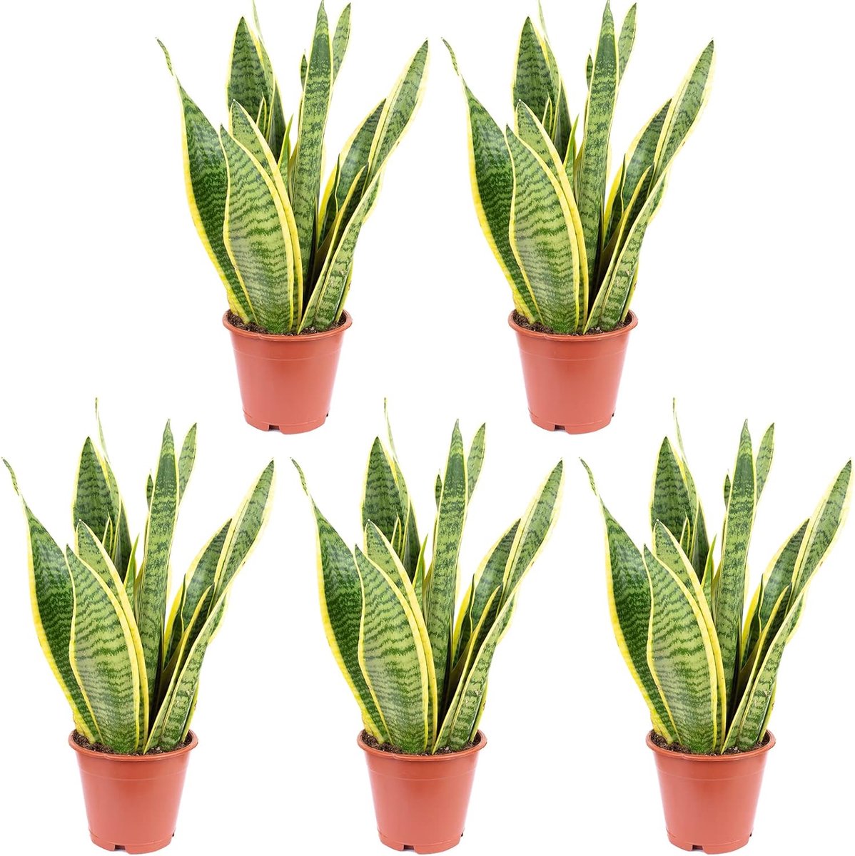 Set of 5 bow hemp - Sansevieria trifasciata Laurentii - height approx. 35 cm, pot Ø 12 cm - ShopVlot