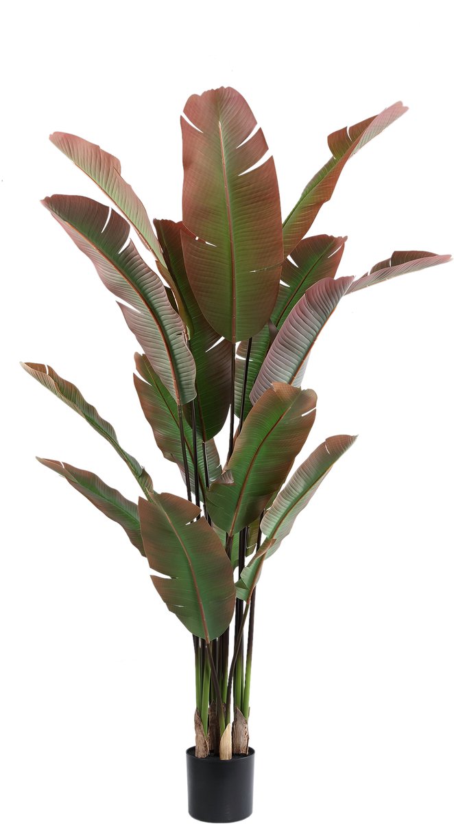 PTMD Tree Dark Green With Red Strelitzia Tree Black Pot