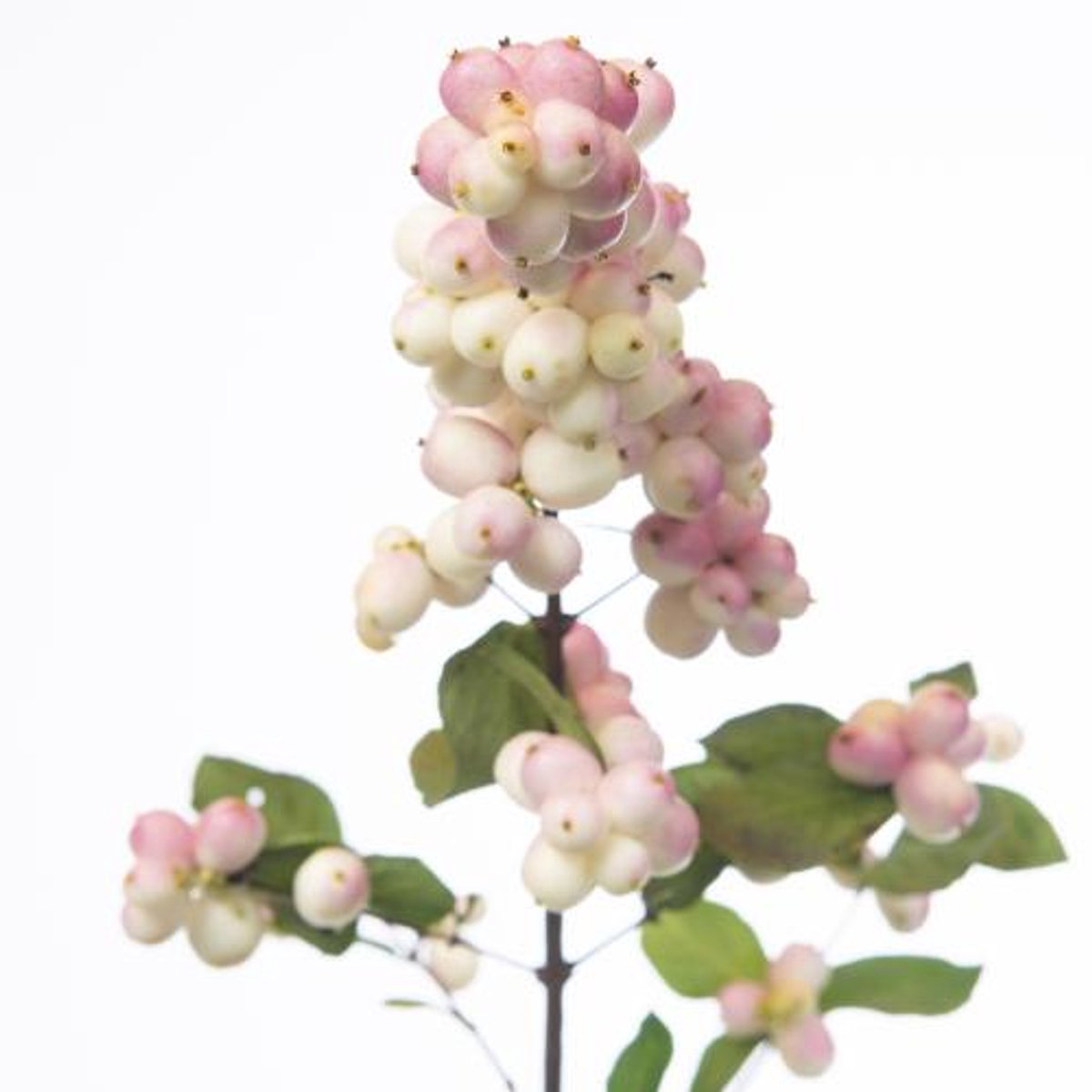 10x Symphor.magical mandy 60cm