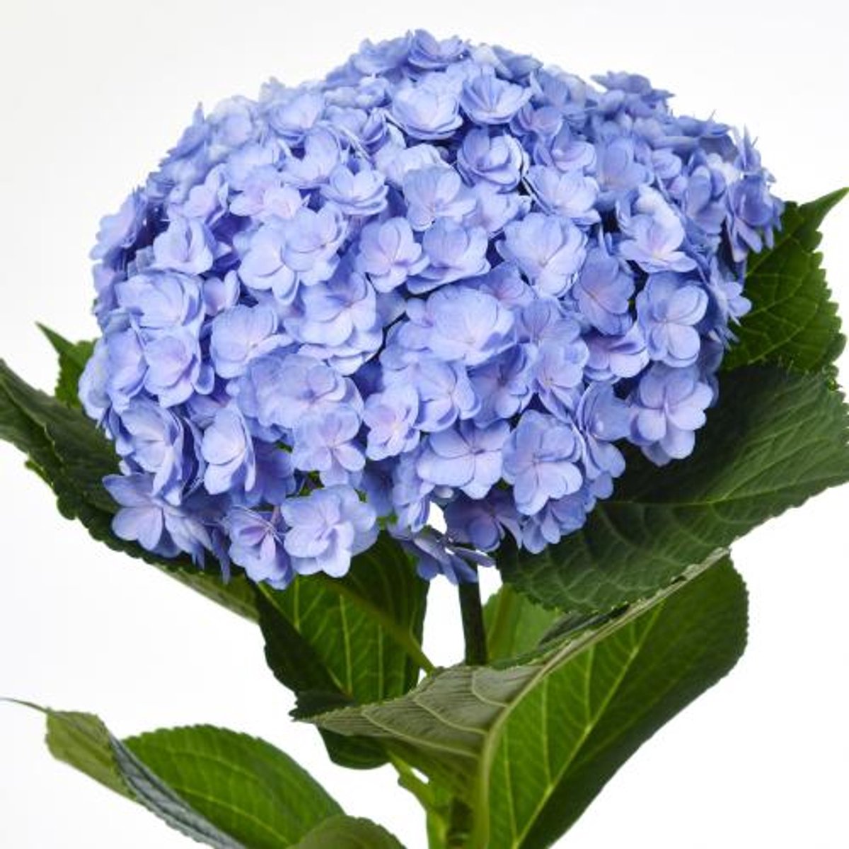 5x Hydr.mag.beautensia luxor(blauw) 80cm