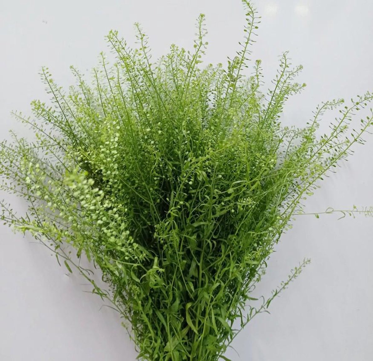 100x Lepid.green bell 60cm