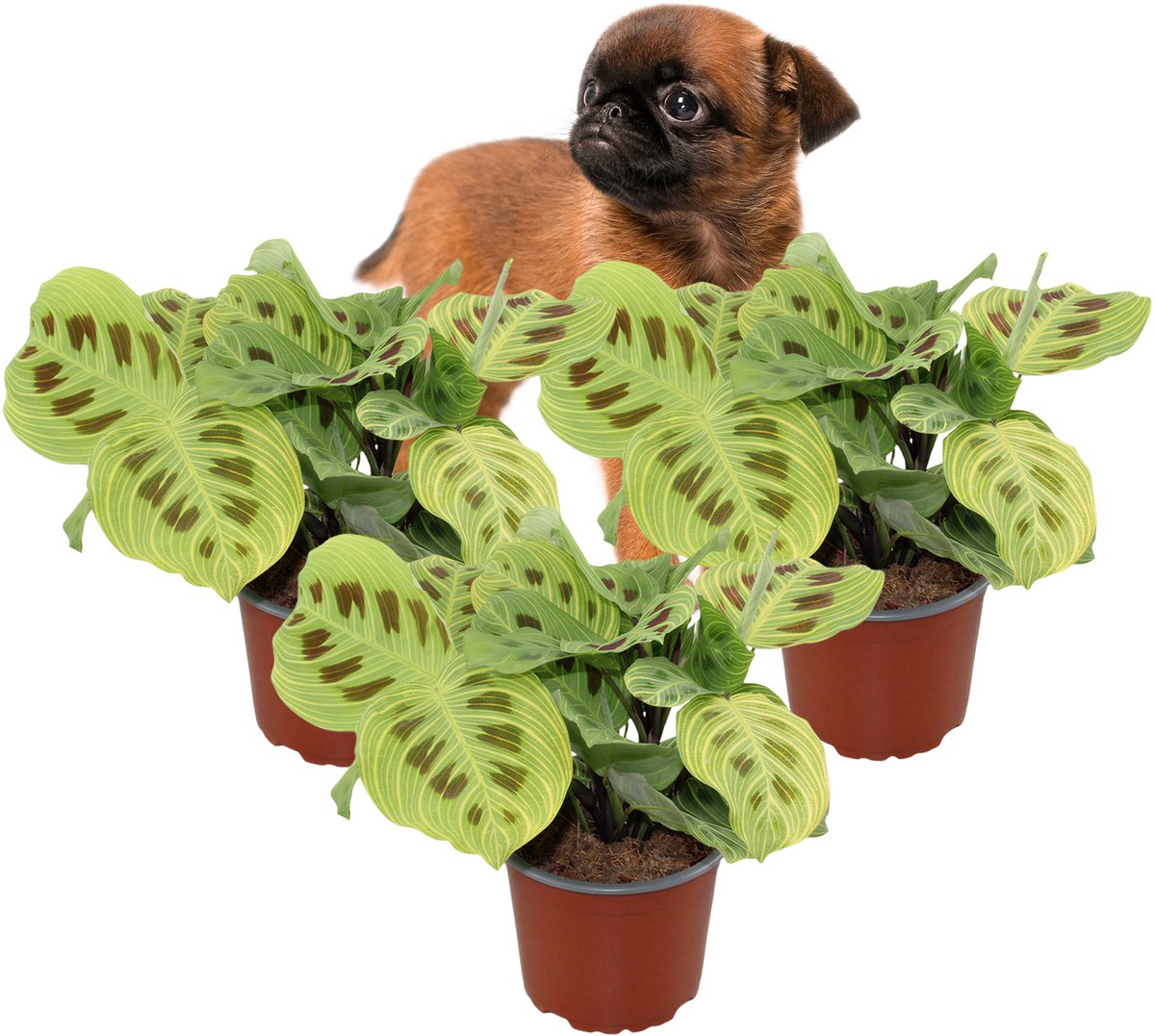 Maranta Light Veins – Set van 3 Kamerplanten – Gebedsplant – Schaduwplant – Diervriendelijk – 25–35 cm – Pot 12 cm