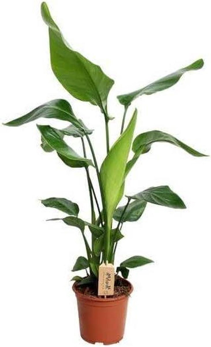 Kunstplant Strelitzia - Tropische plant - Interieur decoratie - Natuurlijke uitstraling - 90 cm hoog - Multicolor