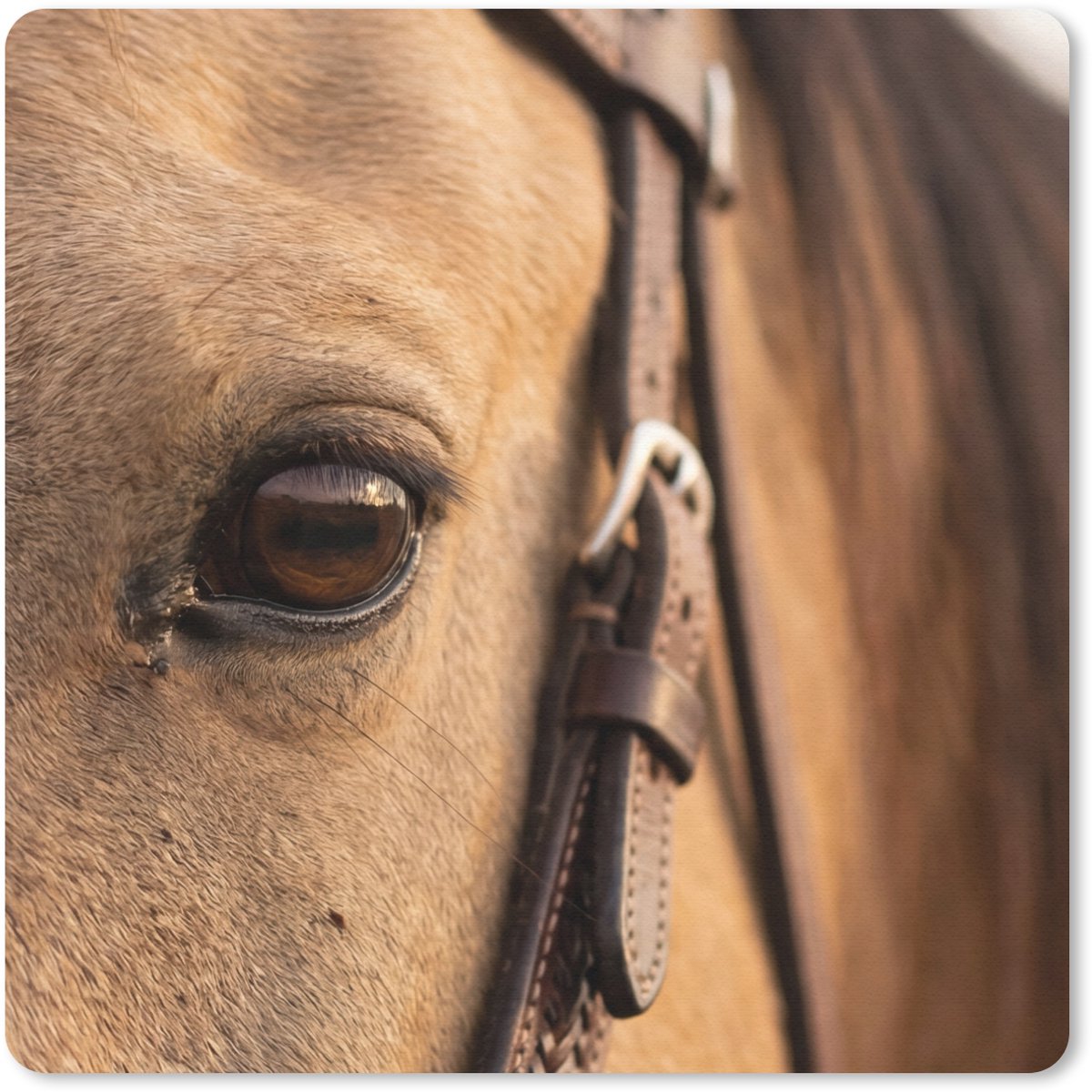 Muismat 20x20 cm - Mousepad Paard - Oog - Bruin - Muismatten