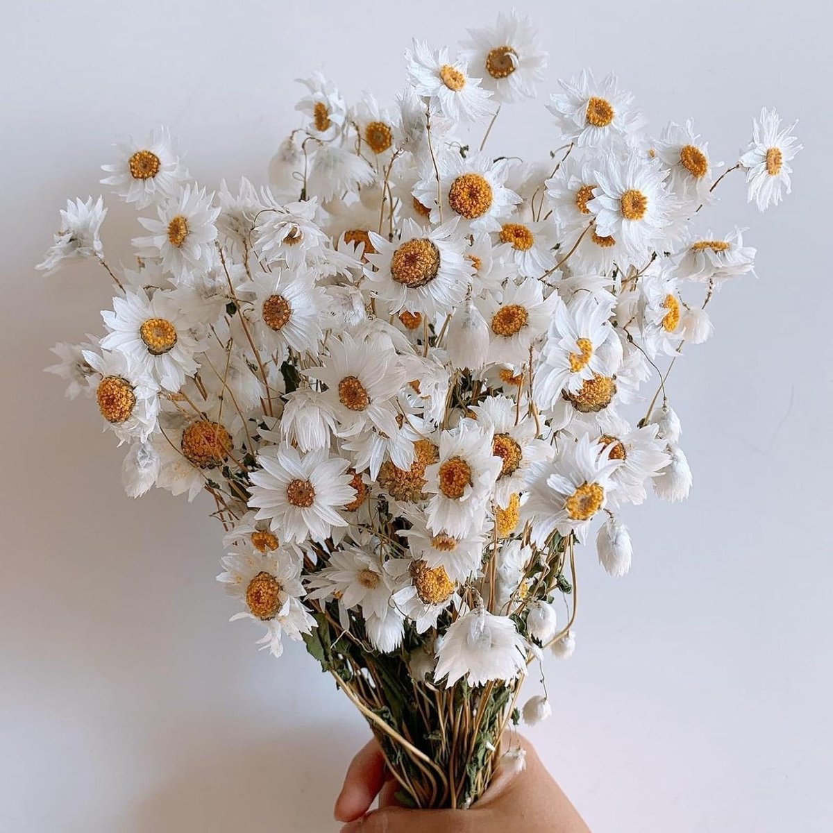 Gedroogde bloemen - Natuurlijke decoratie - Huis verfraaien - Echte planten - Meer dan 200 stuks - Wit