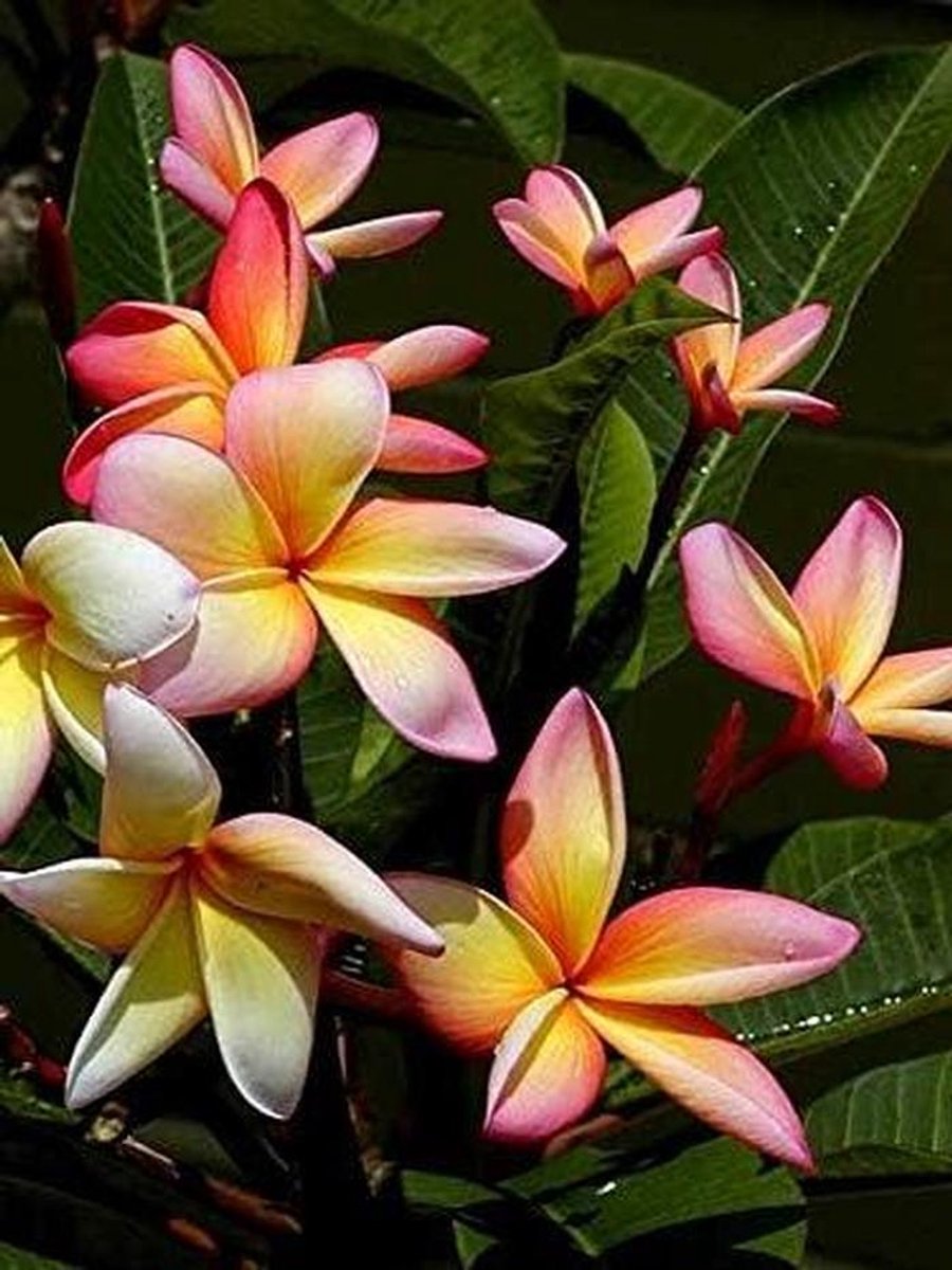 Bloem Zaden - Plumeria Zaden - Tuinieren Buiten - Makkelijk Groeiend - 1 Stuk - Niet Van Toepassing