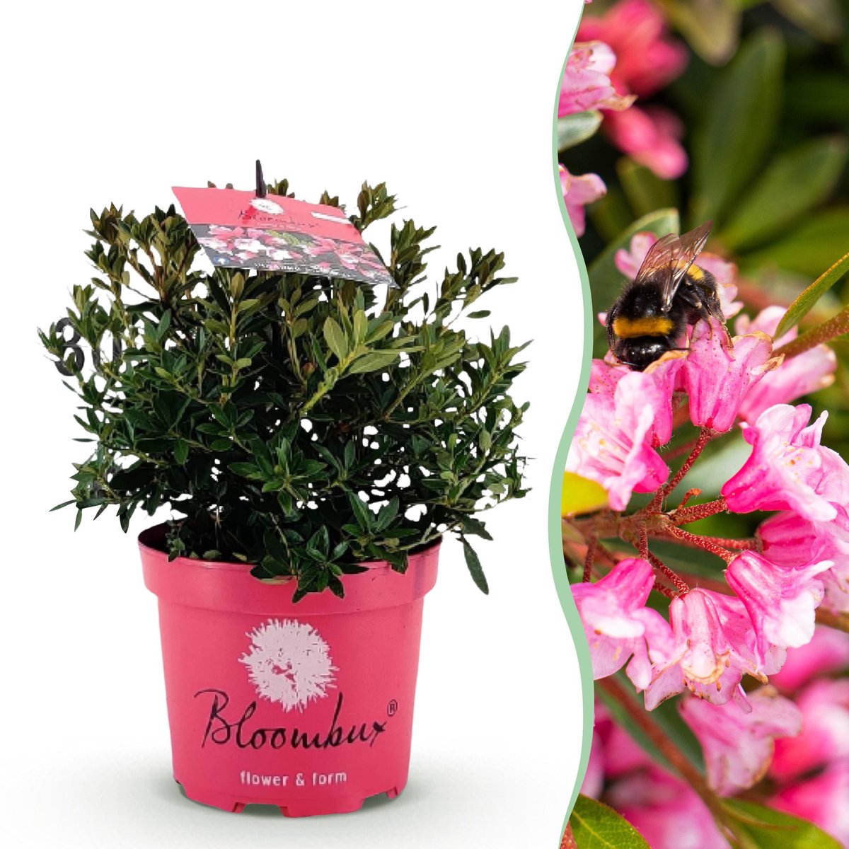 Plantenboetiek.nl | Dwerg Rhododendron - Rhododendron Bloombux Magenta - Bloeiende Buxus - Weinig Onderhoud - Roze Bloem - Ø17cm - 30-40cm hoog - Tuinplant