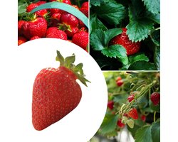 20x Aardbeien planten Ostara – Fragaria - (Ook)-Voor in huis - Bodembedekkers - Moestuin