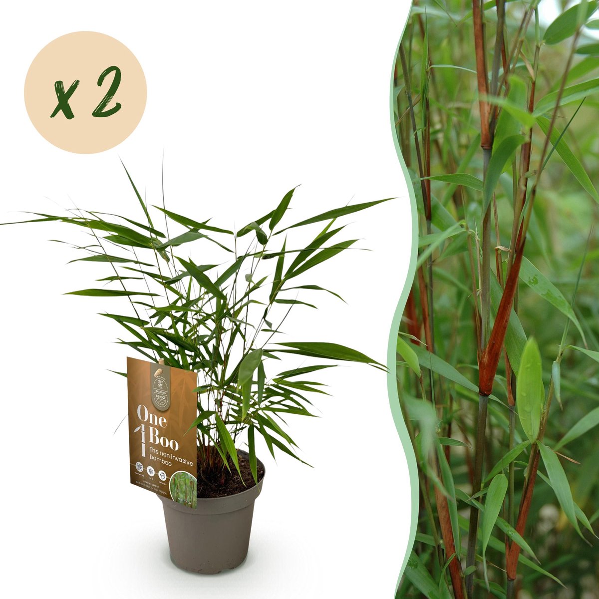 Plantenboetiek.nl | Fargesia Asian Wonder - Niet Woekerende Bamboe - Bladhoudend - Groen - 2 Planten - Ø14cm - 25-35cm hoog - Tuinplant