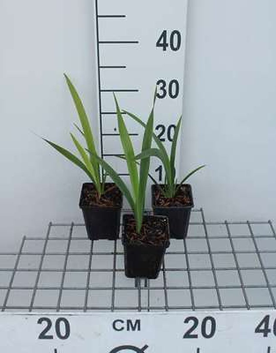 6x Stinkende lis - Iris foetidissima | 9x9 cm pot