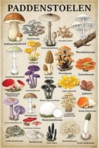 Vintage Poster Paddenstoelen - 43 x 61 cm - Kleurmedia® Retro Botanische Collectie 2026 - Posters met Nederlandse Benamingen