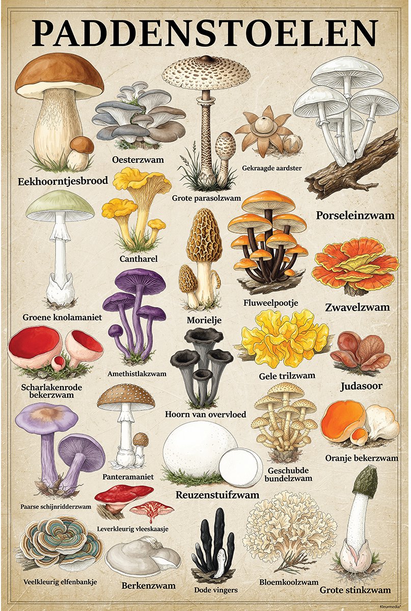 Kleurmedia Vintage Poster Paddenstoelen - 43 x 61 cm - Kleurmedia® Retro Botanische Collectie 2026 - Posters met Nederlandse Benamingen A2