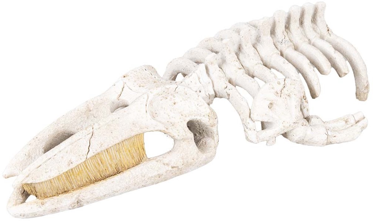 Aqua D'ella Walvisskelet aquarium ornament beige | natuurgetrouwe schuilplaats | 22 x 11 x 5,5 cm L - 30x17x8cm