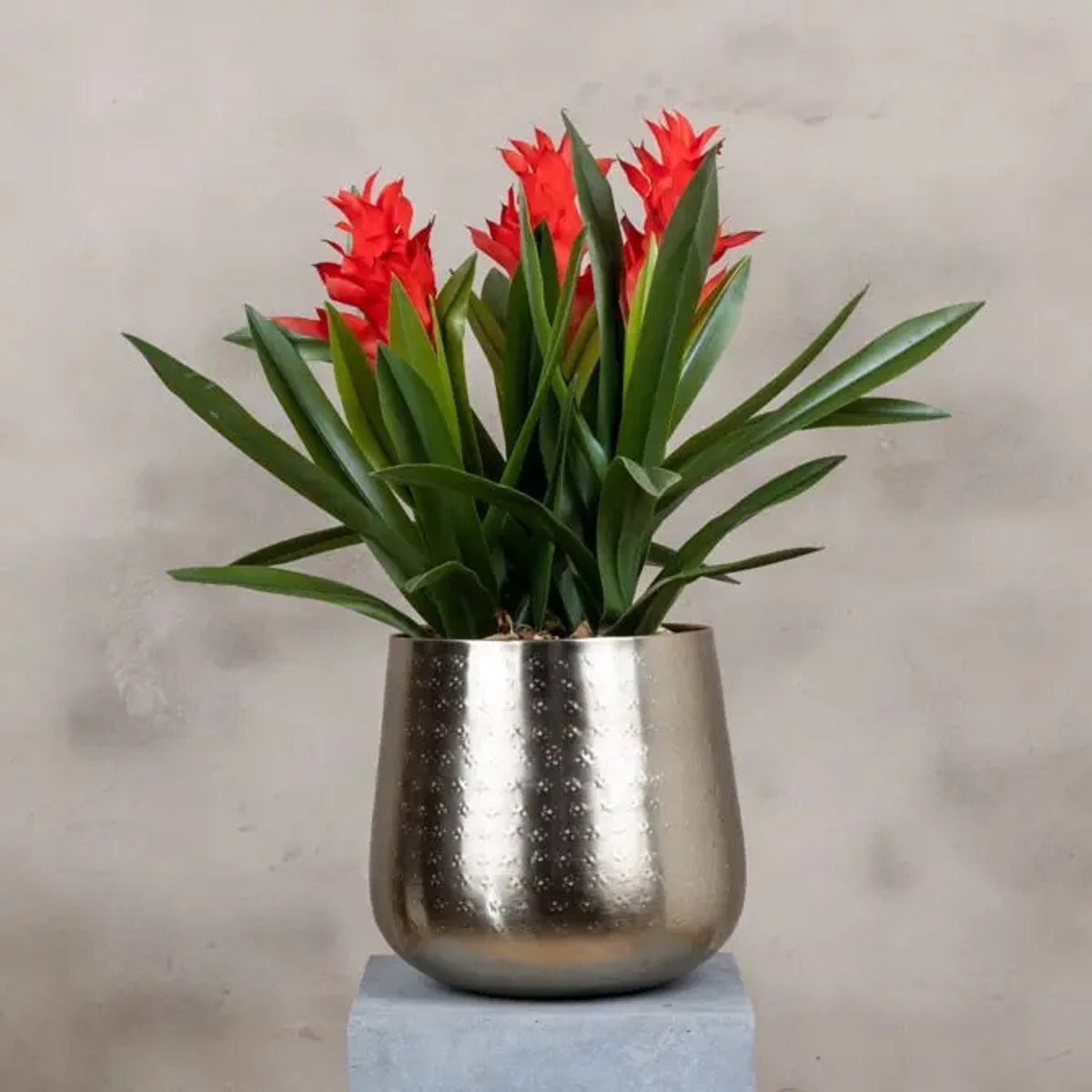 Kunstbloemstuk Bromelia | Rood | 60 cm