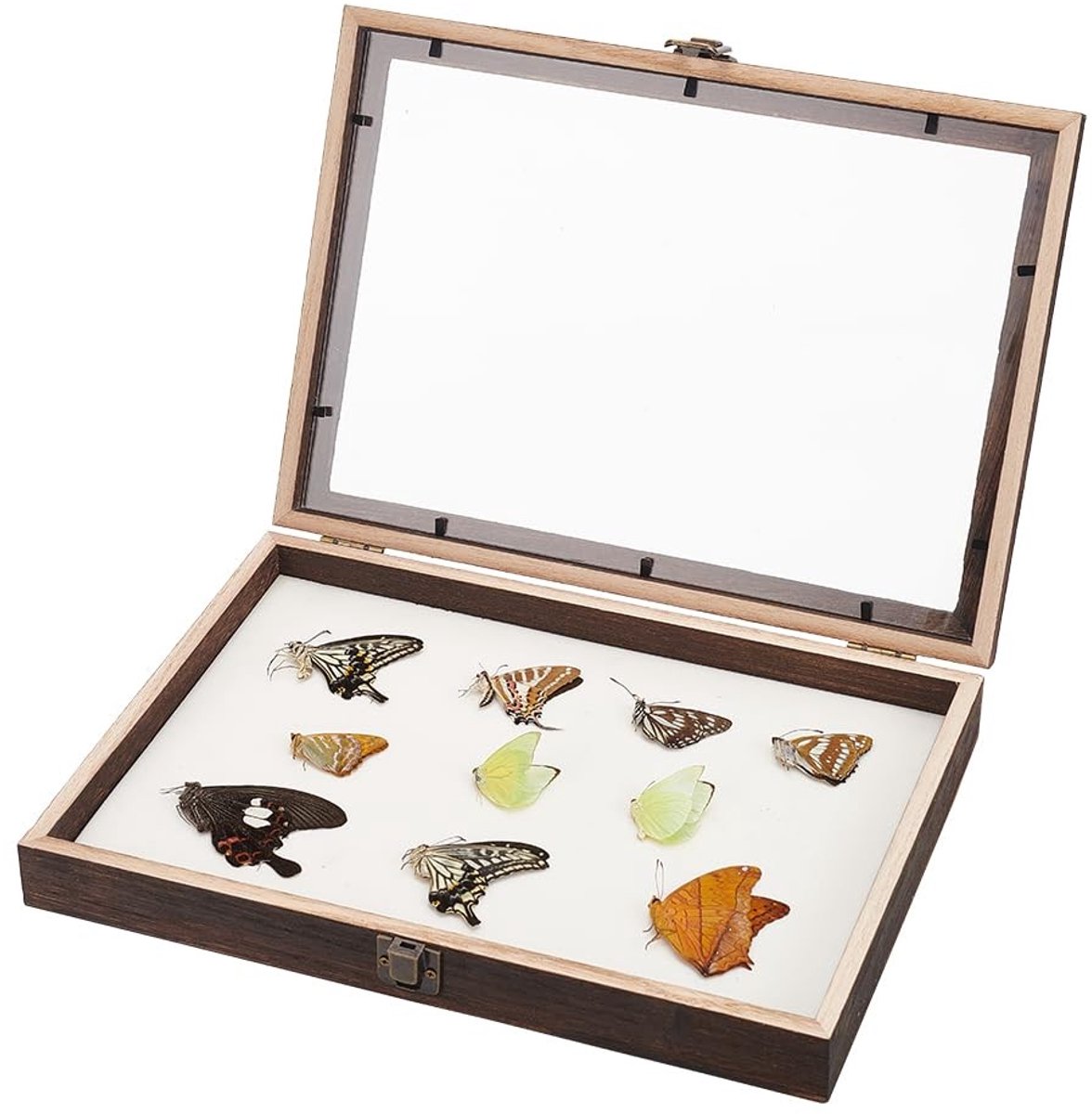 Seb3 - Specimen Display Cabinet - Display Shadow Frame Box - Perfect voor Collecties - Houten Displaykast - Voor Thuis en Musea - Met Duidelijk ...