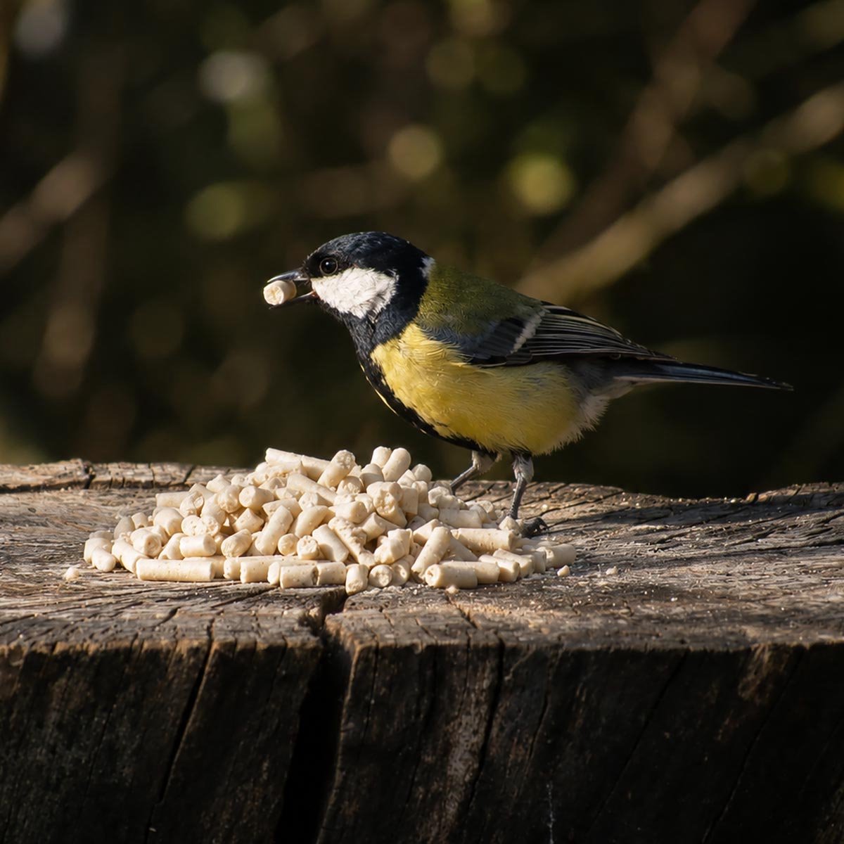 Aniculis - Voedzame vettraktatie met meelwormen (5 kg) | Premium vetkorrels voor wilde vogels | Tuinvogelvoer met gedroogde meelwormen | Geschikt voor gebruik gedurende alle seizoenen