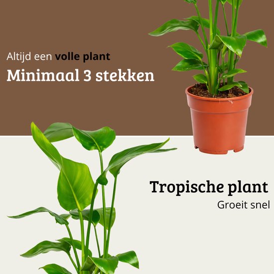 Strelitzia plant met minstens 3 stengels in een bruine pot.