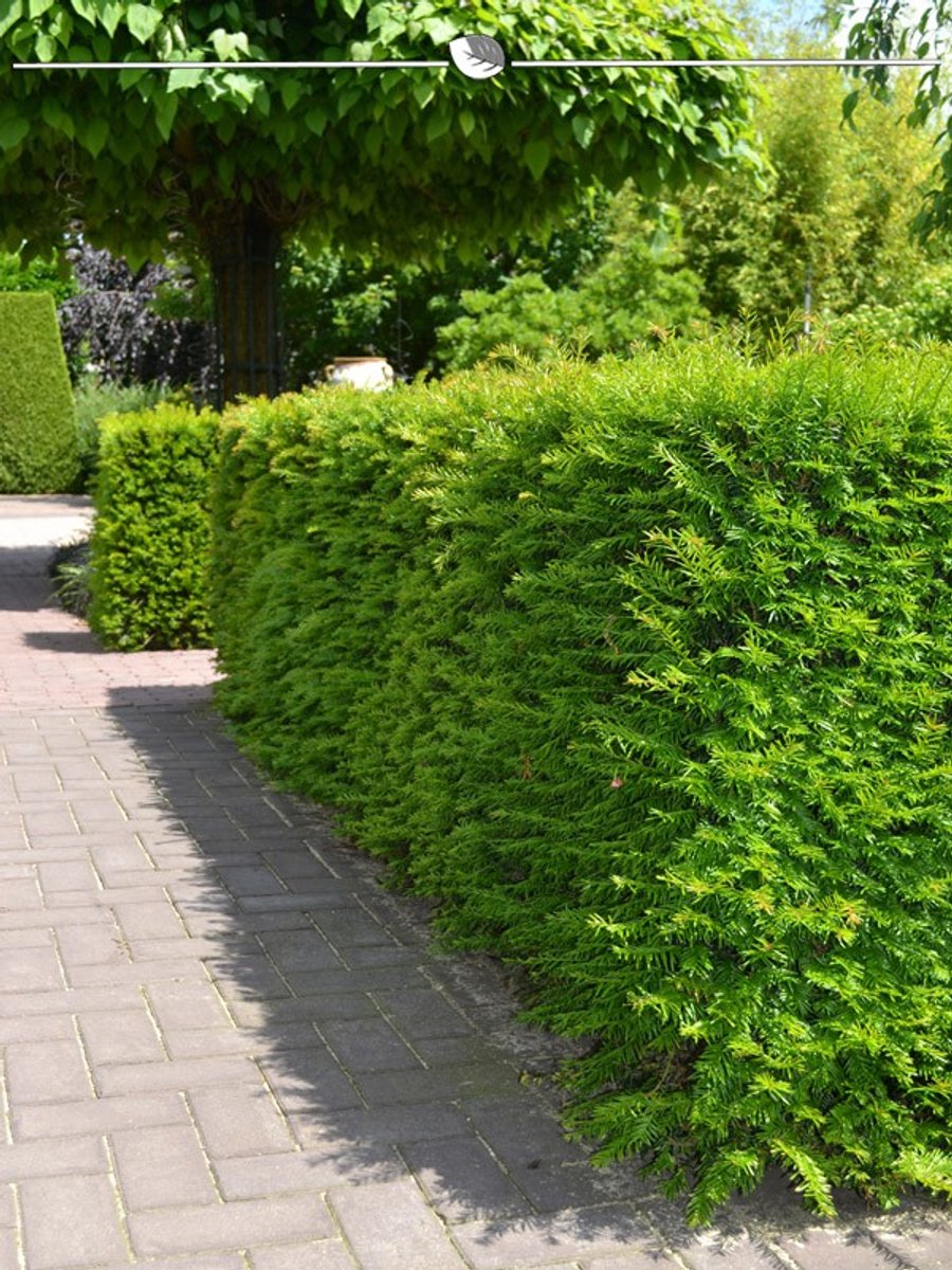 Laurier Prunus Genolia 100-120 cm in Pot, 7x Haagplant
