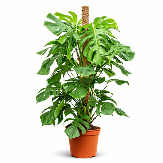 Monstera kopen? Alle Monstera online | bol