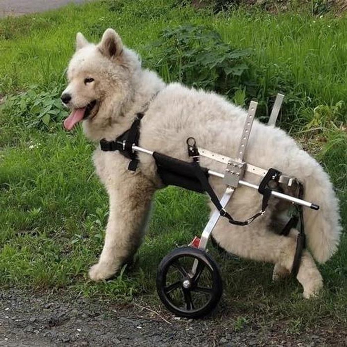 Hondenrolstoel, 2-wielige hondenrolstoel, groot ras, grote hondenloopstoel met achterpoten, middelgrote verstelbare hondenkarren, fietskar voor ondersteuning van honden, max. 59 kg (maat L)