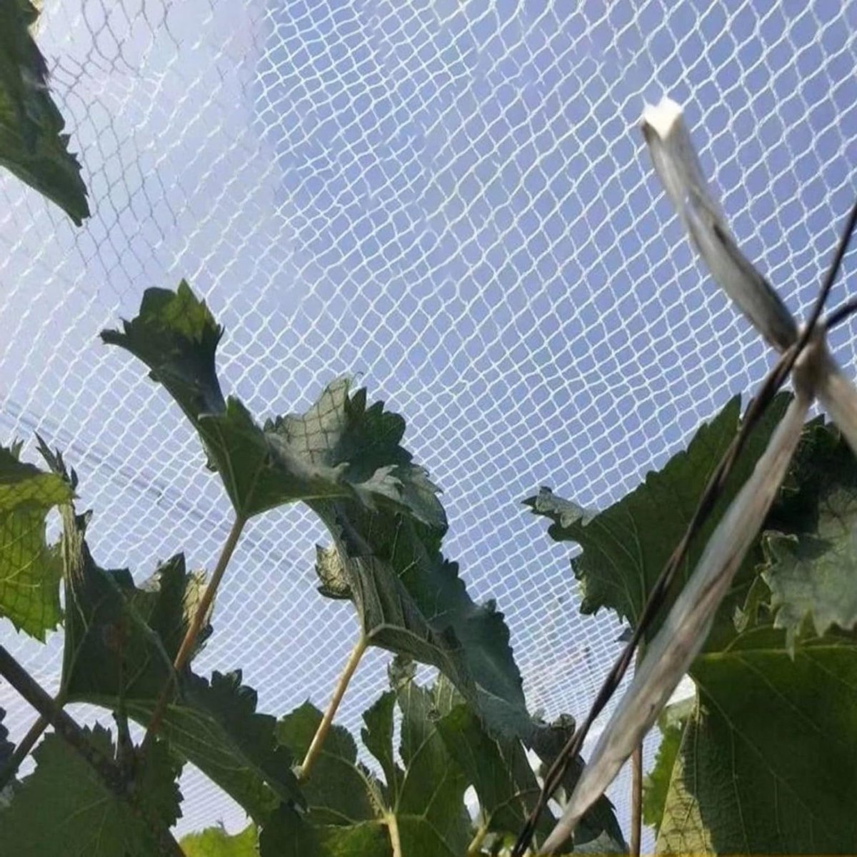 Tuingaas Beschermnet - Plantbescherming Net - Planten Beschermen - 5 mm Maaswijdte - 6 x 20 m - Wit
