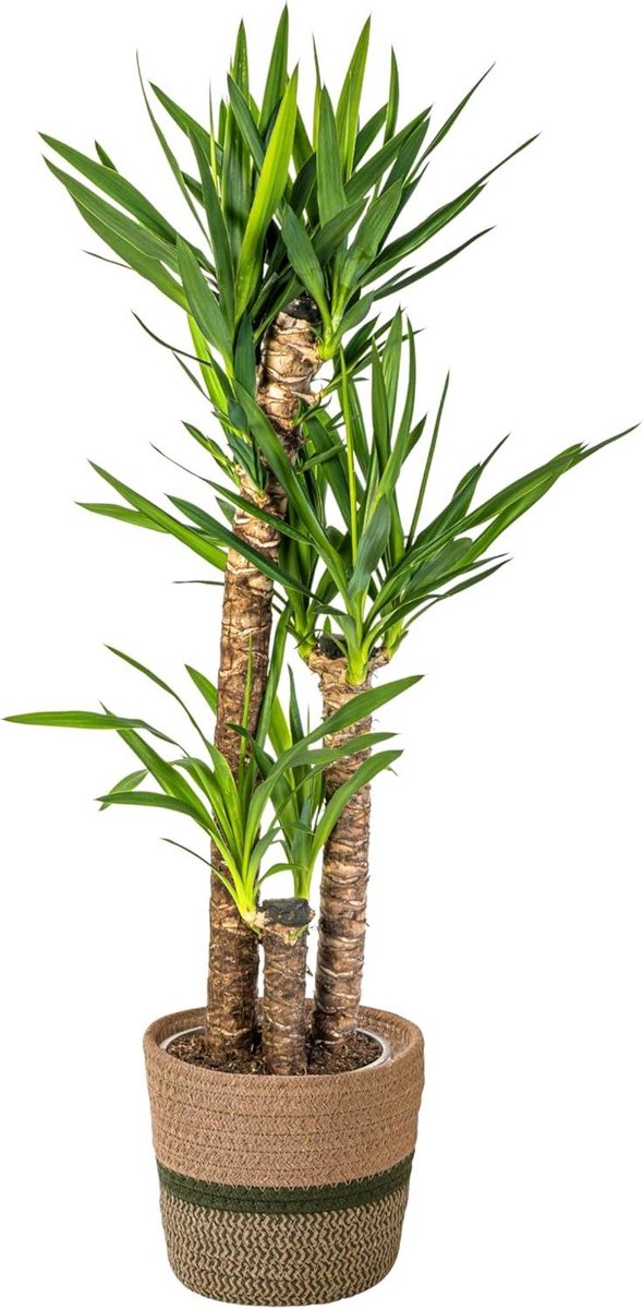 Kamerplant Yucca - Olifantspoot plant - Interieur verfraaien - Groenblijvend blad - 120-14