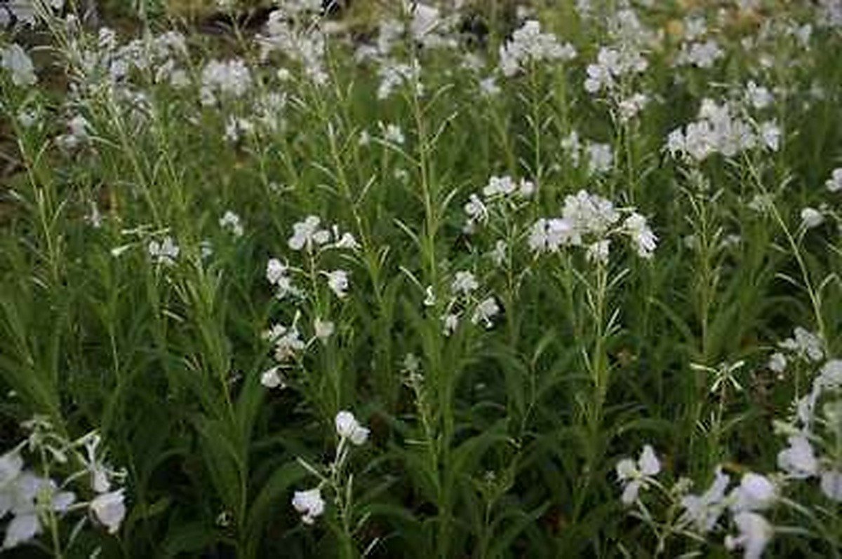 6x Epilobium - Epilobium angustif. 'Album' | 9x9 cm pot