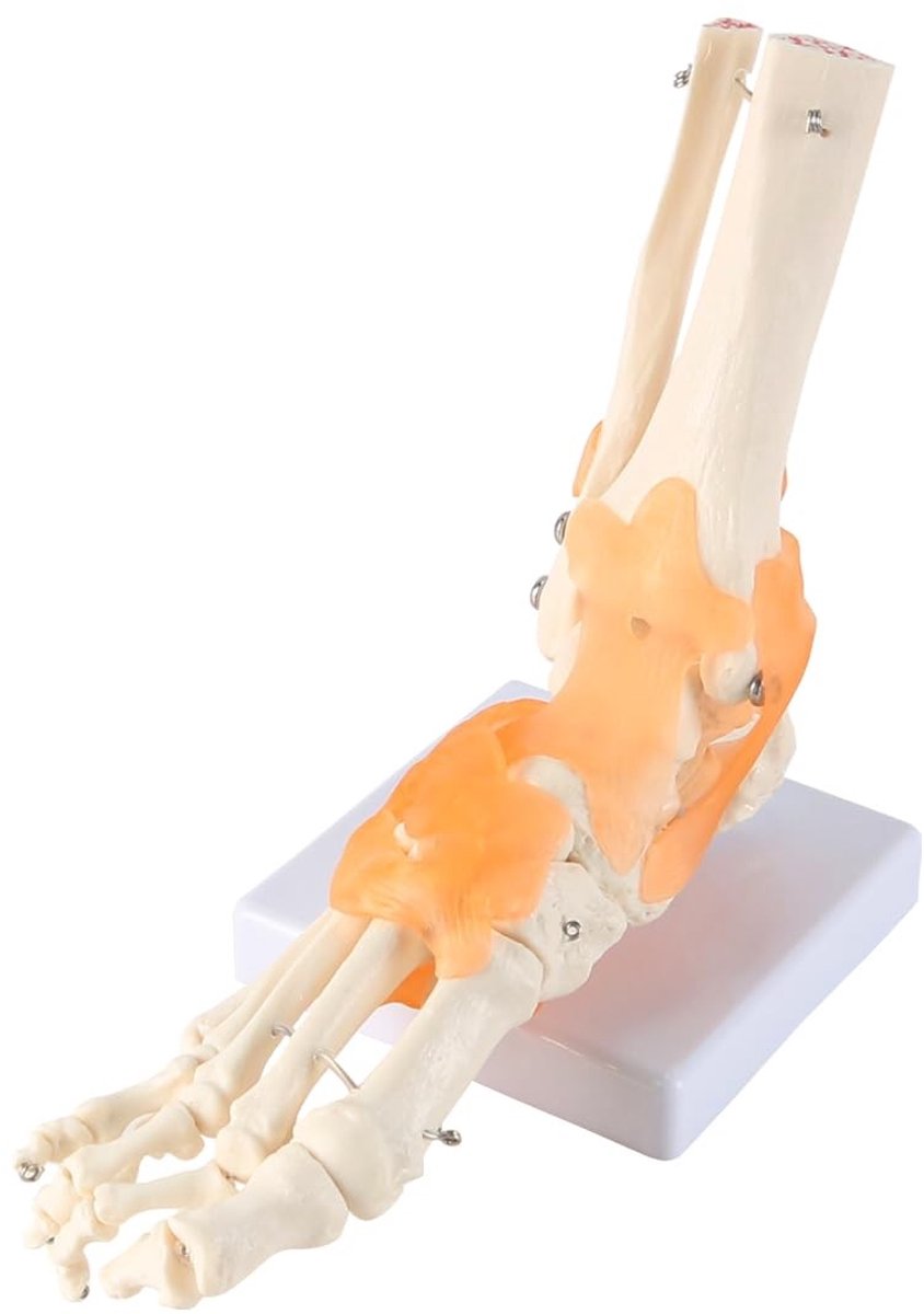 aladdien - Medisch Anatomisch Model Menselijke Voet - Inclusief enkel en ligamenten - Educatief hulpmiddel voor anatomie - Gedetailleerde weergave v...