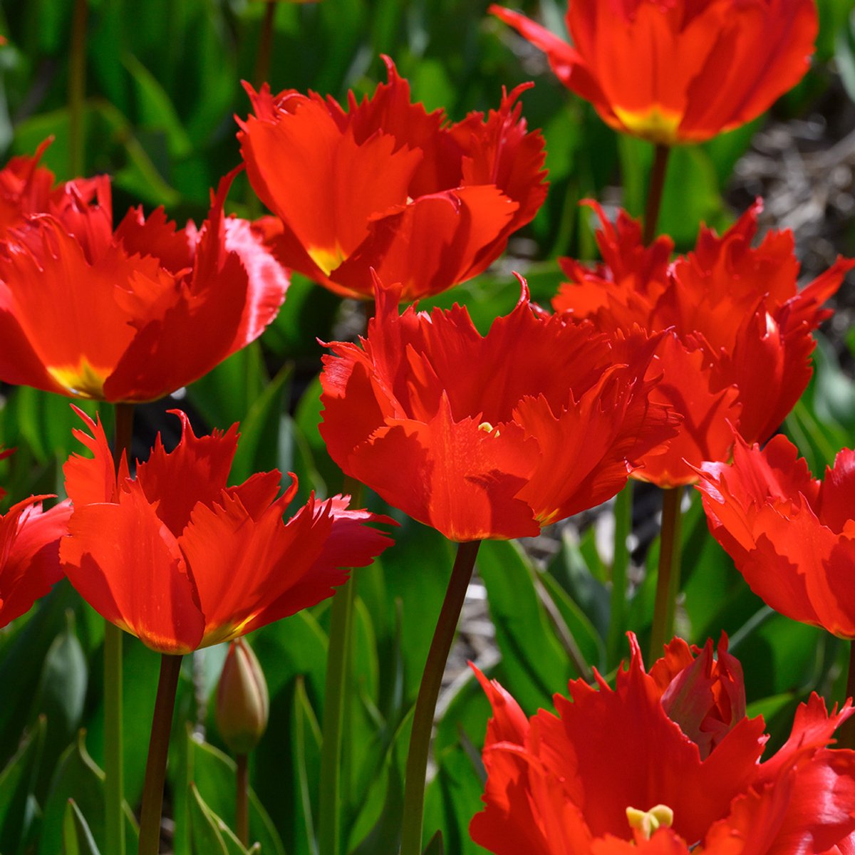Tulp Robbedoes | 10 stuks | Darwinhybride | Rood | Tulpenbollen