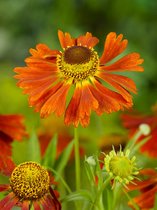 8x Vaste planten 'Helenium moerheim beauty'  - BULBi® bloembollen en planten met bloeigarantie