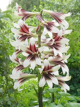 3x Reuzenlelie 'Cardiocrinum giganteum' - BULBi® Bloembollen met bloeigarantie