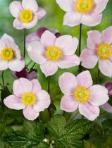 8x Anemoon 'Hupehensis september charm'  - BULBi® bloembollen en planten met bloeigarantie
