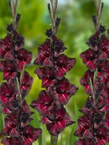 200x Gladiolen 'Black sea' - BULBi® bloembollen en planten met bloeigarantie