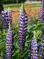 32x Lupine 'Lupine the governor'  - BULBi® bloembollen en planten met bloeigarantie