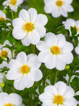 12x Dahlia 'Sneezy' - BULBi® bloembollen en planten met bloeigarantie