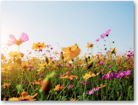 Fleurs dans un champ avec coucher de soleil - Toile Paysage 40x30 - Nature - Fleurs