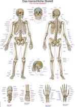 Anatomie poster Skelet Groot 70 x 100 cm