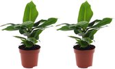 Kamerplanten van Botanicly – 2 × Bananen plant – Hoogte: 40 cm – Musa Tropicana