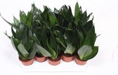 Kamerplanten van Botanicly – 4 × Vrouwentongen – Hoogte: 15 cm – Sansevieria Hahnii