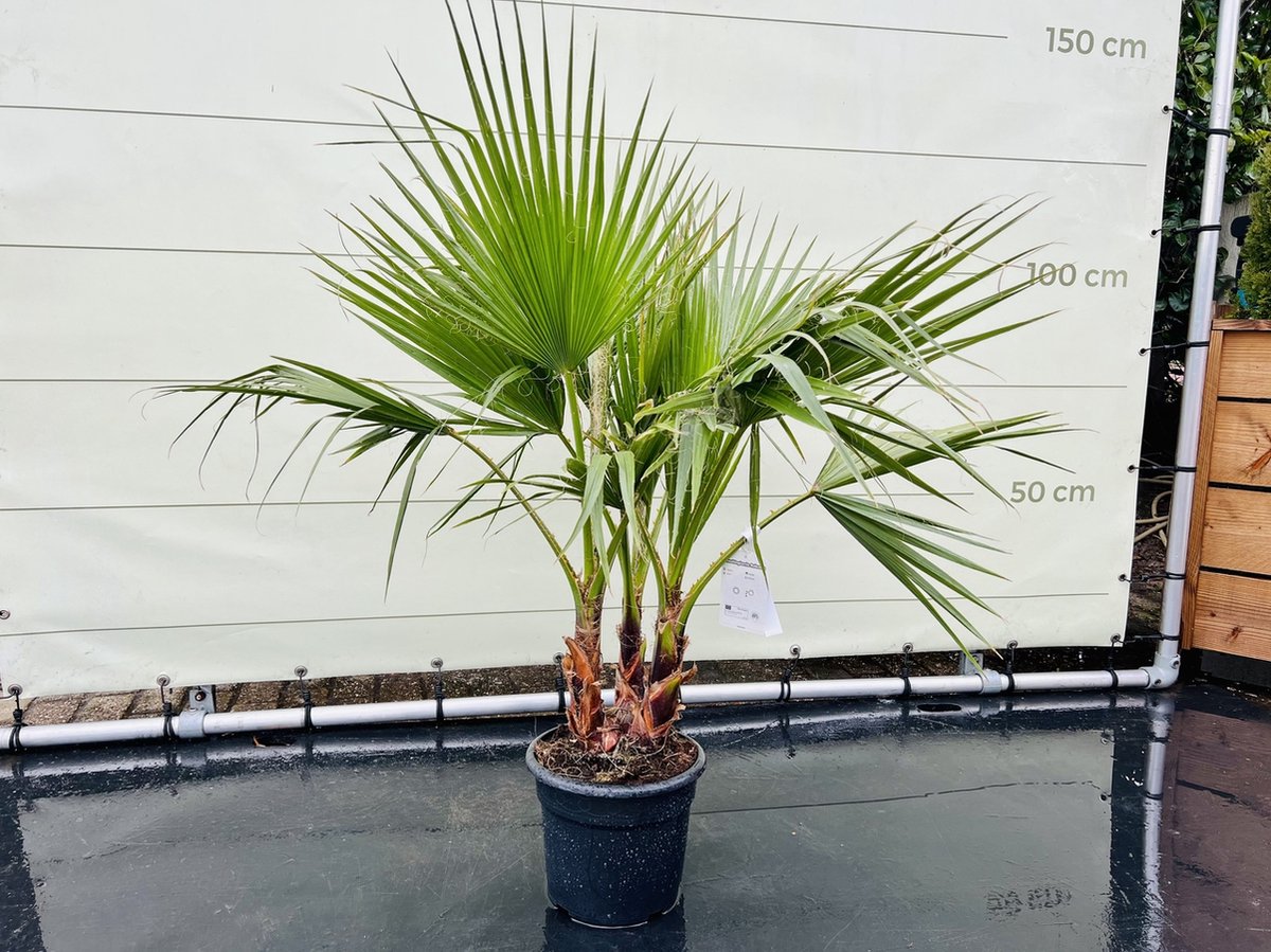 Palmboom - Washingtonia Robusta