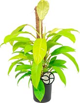Philodendron Malay Gold mosstok | Klimmende boomliefhebber