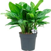 Aglaonema Stripes | Chinese Evergreen