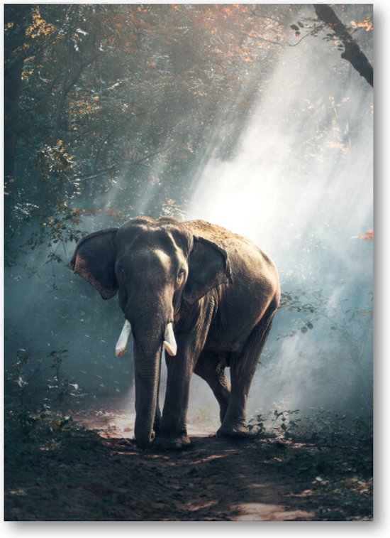 Olifant - 50x70 Dibond voor Binnen én Buiten - Besteposter - Dieren