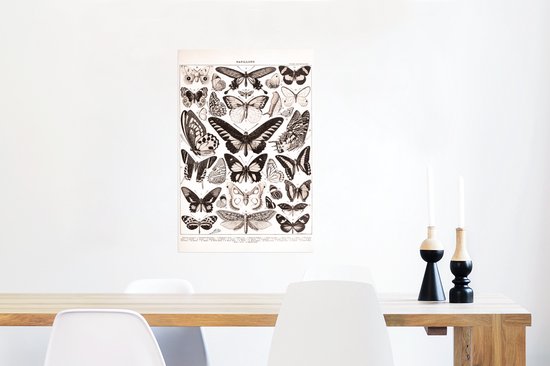 Poster Vlinder - Insecten - Dieren - 40x60 cm