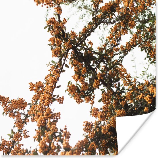 Poster Bloemen - Takken - Natuur - 100x100 cm XXL