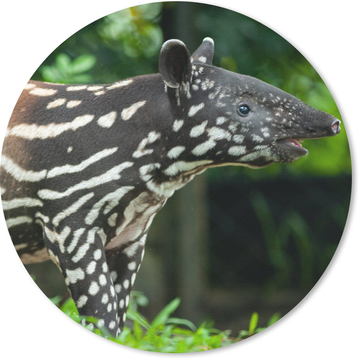 Muismat rond 30x30 cm - Mousepad Jonge tapir in de jungle - Ronde muismatten