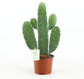Cactussen van Botanicly – 4 × Opuntia Consolea – Hoogte: 30 cm