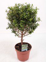 Bomen van Botanicly – 4 × Myrtus communis – Hoogte: 25 cm