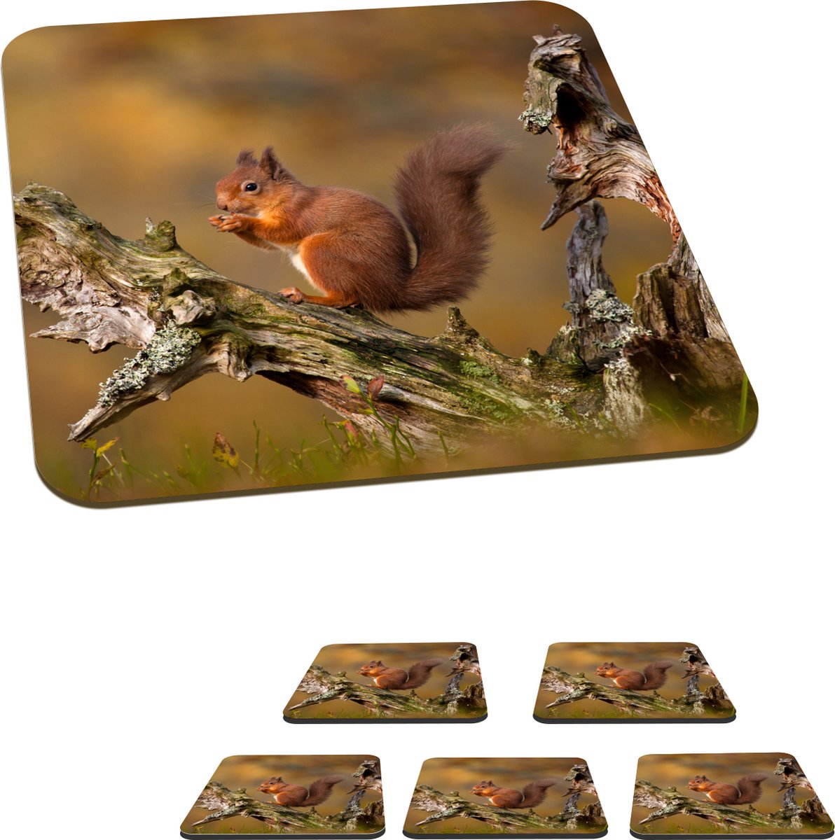Onderzetters voor glazen - Rode eekhoorn in de herfst - 10x10 cm - Glasonderzetters - 6 stuks